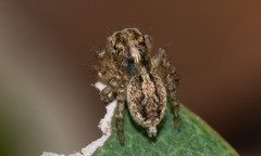 Maratus