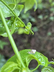 Samoana fragilis