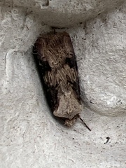 Agrotis puta