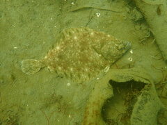 Lepidopsetta bilineata