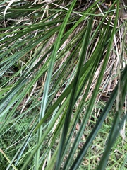 Carex appressa