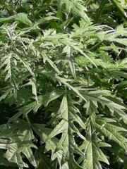 Urtica cannabina