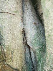 Hemidactylus bowringii