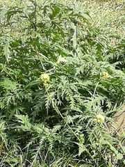 Urtica cannabina