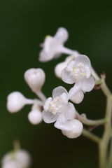 Pollia japonica