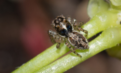 Maratus