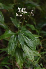 Pollia japonica
