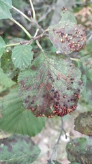 Eriophyes alniincanae