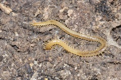 Geophilidae