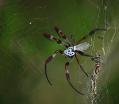 Trichonephila edulis