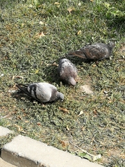 Columba livia domestica