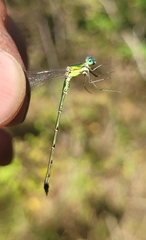 Lestes temporalis