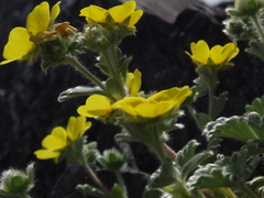 Potentilla villosa