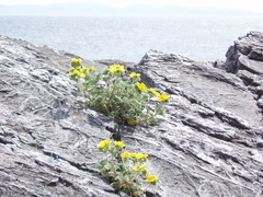 Potentilla villosa