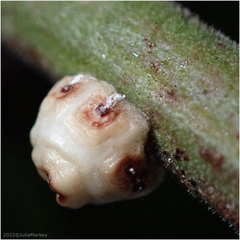 Ceroplastes