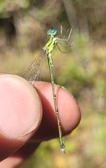 Lestes temporalis