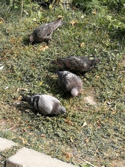 Columba livia domestica