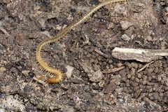 Geophilidae