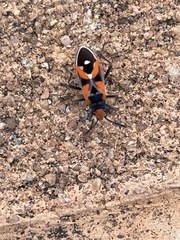 Melanerythrus mactans