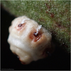 Ceroplastes