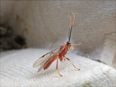 Aleiodes quebecensis