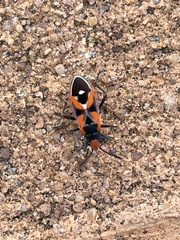 Melanerythrus mactans