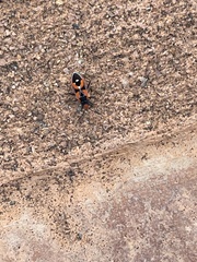 Melanerythrus mactans