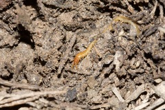 Geophilidae