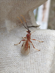 Aleiodes quebecensis