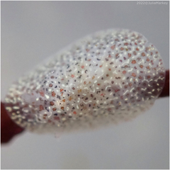Corambe pacifica