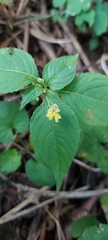Impatiens parviflora