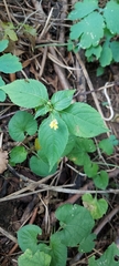 Impatiens parviflora