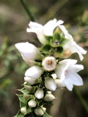 Epacris gunnii