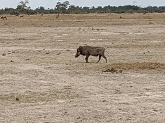 Phacochoerus africanus massaicus