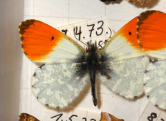 Anthocharis cardamines