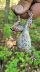 Rana amurensis