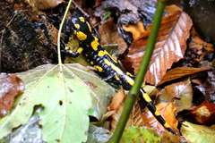 Salamandra salamandra