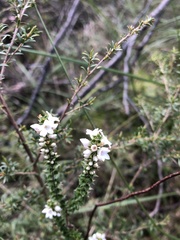 Epacris gunnii