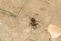 Slaterobius insignis