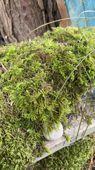 Kindbergia oregana