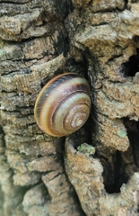 Karaftohelix maackii