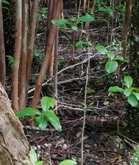 Melicytus ramiflorus