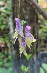 Aconitum volubile