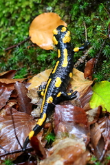 Salamandra salamandra