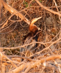 Anhinga rufa rufa