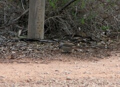 Climacteris picumnus