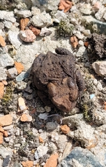 Bufo sachalinensis