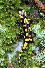 Salamandra salamandra