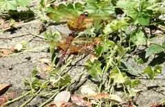 Hydrobasileus croceus