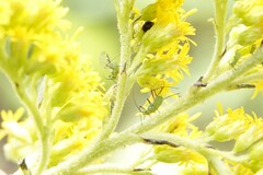 Uroleucon caligatum
